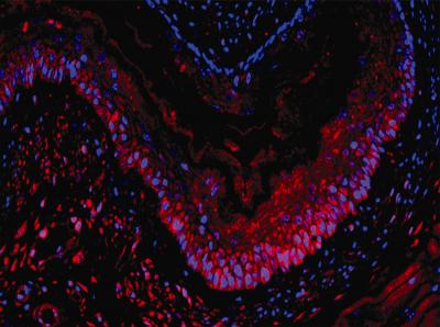 Esophagus Stem Cells