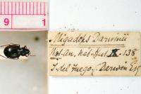 Darwin Bug