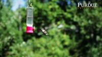 Hummingbird Robots: Naturally Intriguing