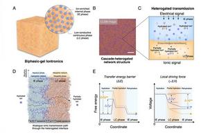 Heterogeneous structures and cross-interface ion transmission of cascade-heterogated biphasic-gel iontronics