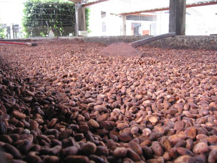 Cacao Beans