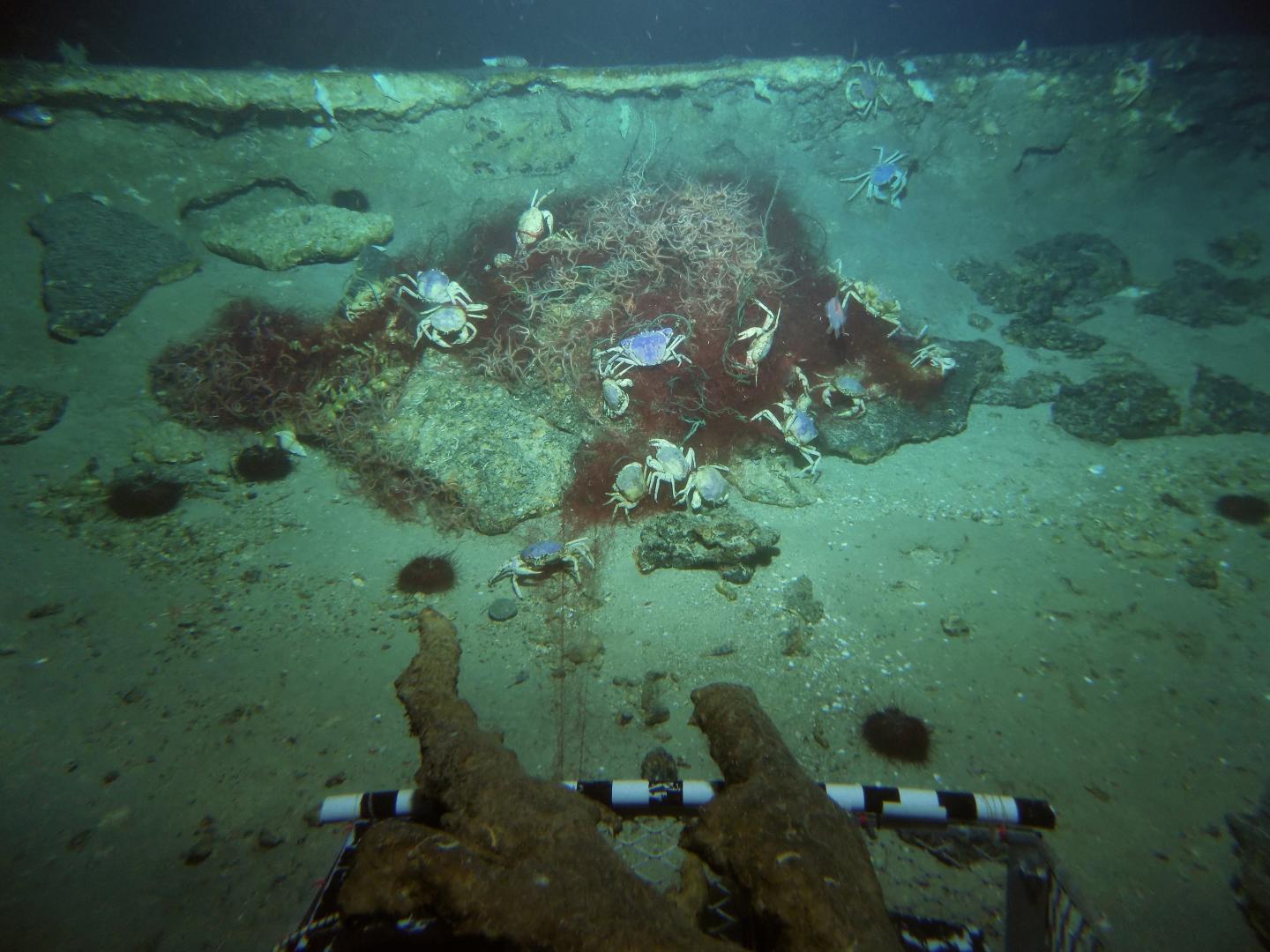 Protective Measures May Help Devastated Deep-Sea Corals Recover Faster Than Previously Thought (3 of 10)