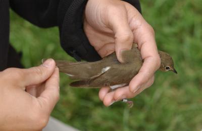 Even Small Patches of Urban Woods Are Valuable for Migrating Birds (1 of 2)