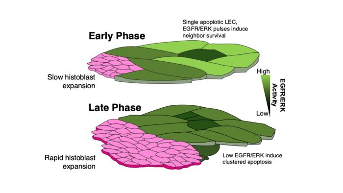 Fig.