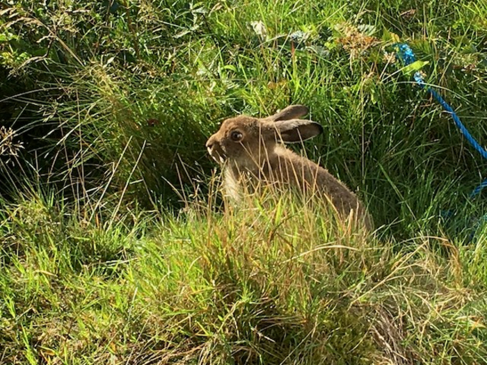 A heath hare.
