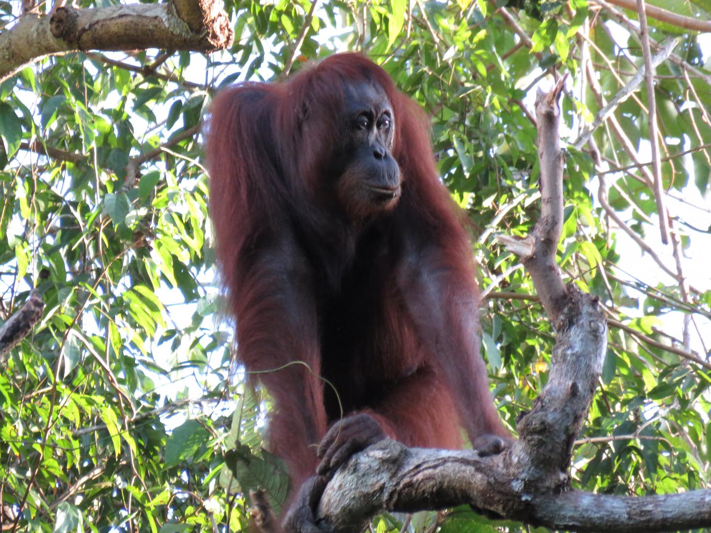Bornean Orangutan