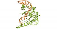 First 3-D Structure of the Enzymatic Role of DNA