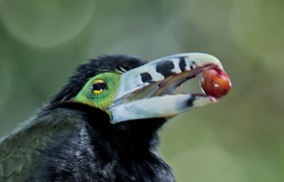 Toucanet