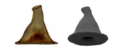 <em>Arcella gandalfi</em>