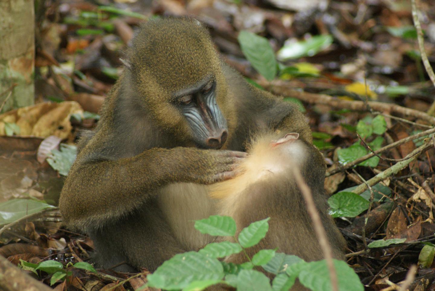 Mandrills Use Fecal Odor to Avoid Grooming Mandrills with Parasites (2 of 6)