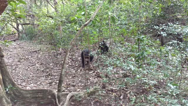 Chimps of the Mitumba Community Produce a Range of Calls