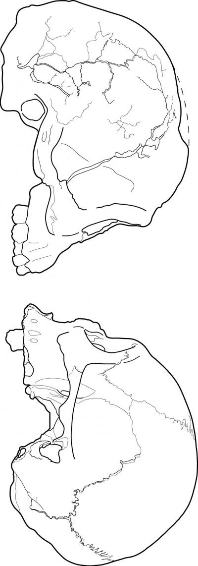 Compare these skulls