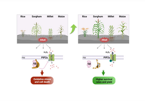 Genetic modification of AT1 enhances alkaline stress tolerance