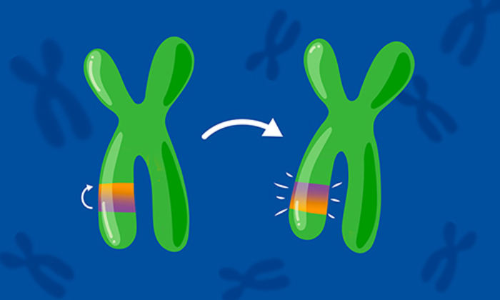 Artistic interpretation of inversions in the human genome.