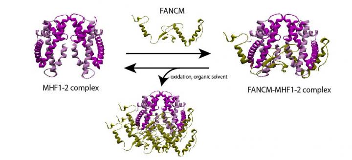 Dissociation of the FANCM-MHF complex