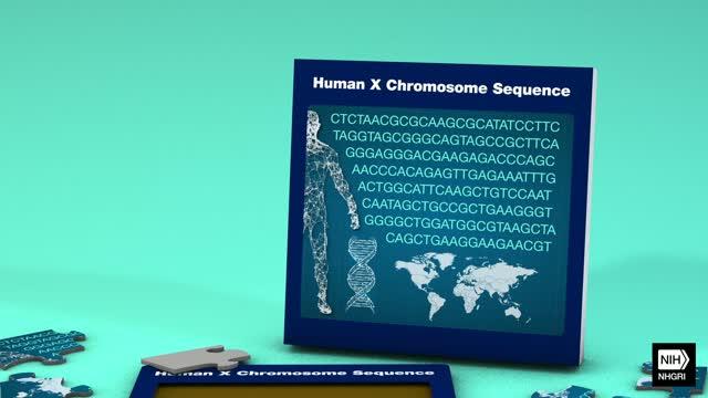 Researchers Have Generated the First Complete X Chromosome Sequence