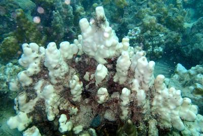 Bleached Corals (<i>Porites sp.</i>) in the Persian / Arabian Gulf