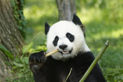 Mei Xiang -- National Zoo's Female Giant Panda
