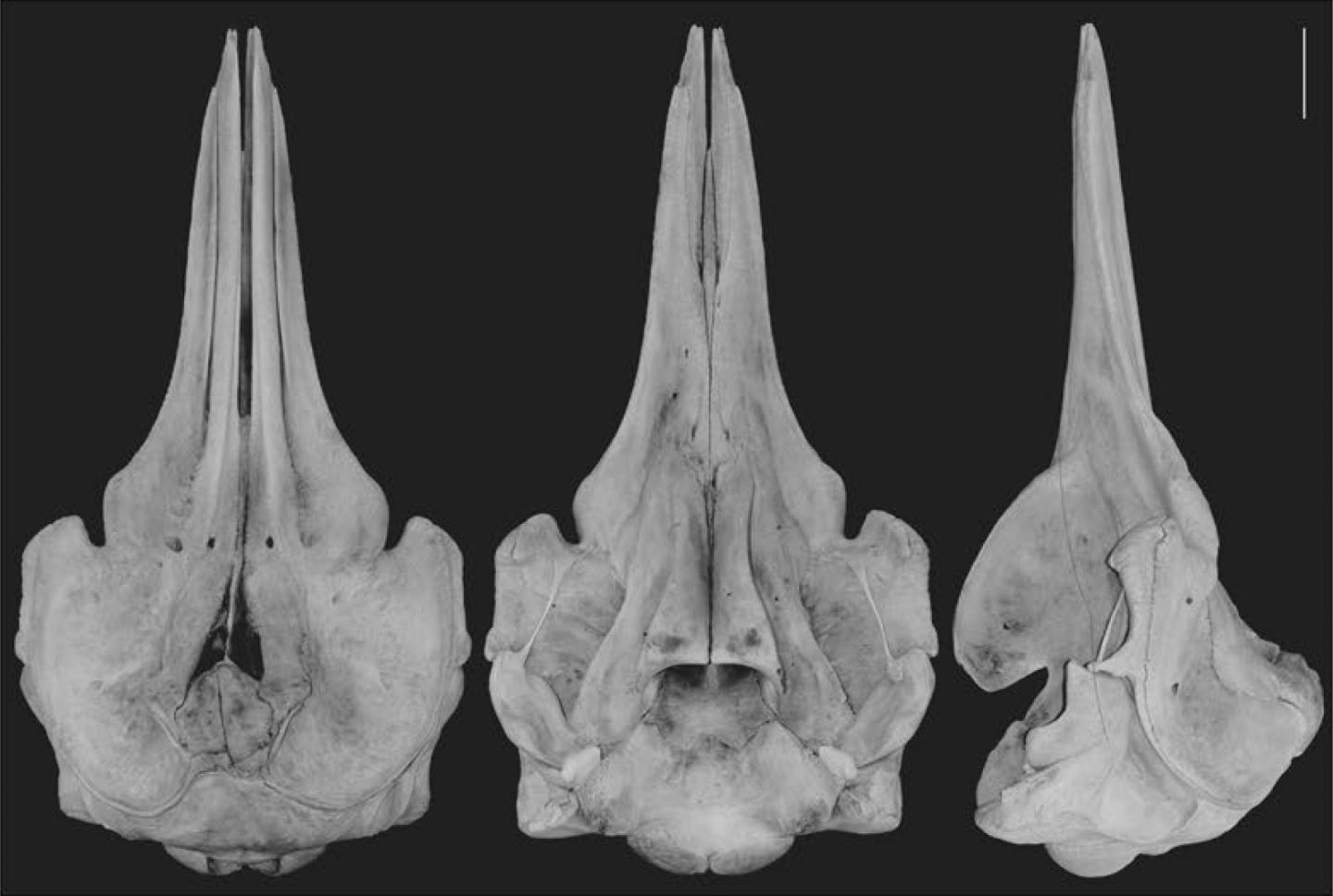 Dorsal, Ventral, and Lateral Views of the B. Minimus Skull