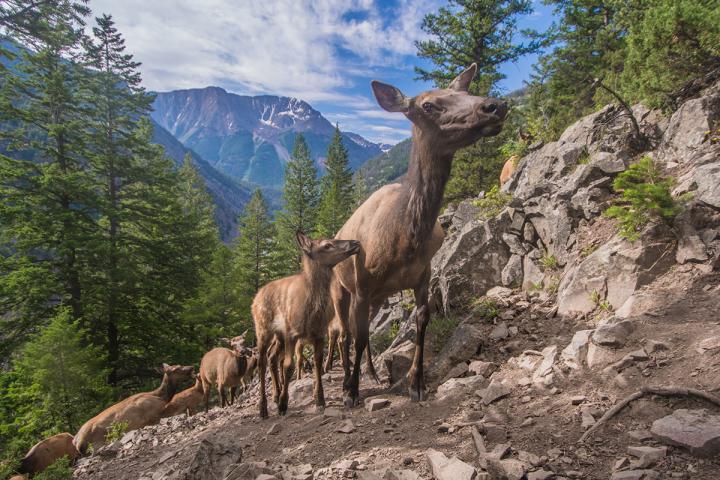 Elk Migrate in Yellowstone