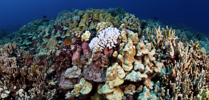 Coral Bleaching