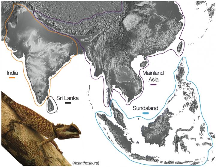 Indian Dragon Lizards Revealed Possible Land Bridges