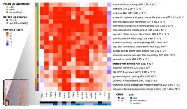Biological Connections Between Genes Associated with Height