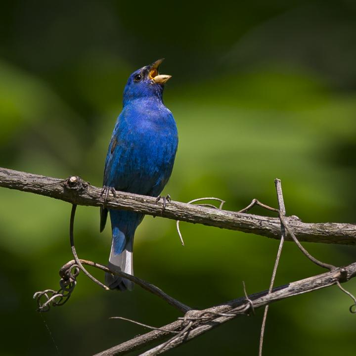 Indigo Bunting