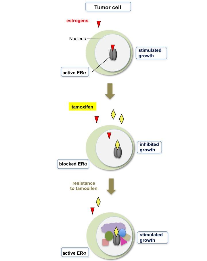 Resistance to Tamoxifen