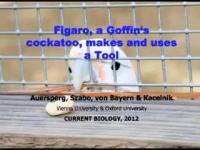 Figaro, a Goffin's Cockatoo, Makes and Uses a Tool