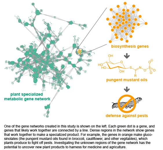 Plant Small Molecule Gene Networks