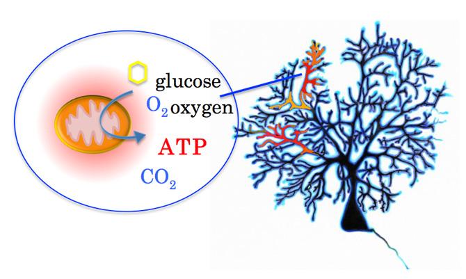 Energy Metabolism in the Nerve Cell
