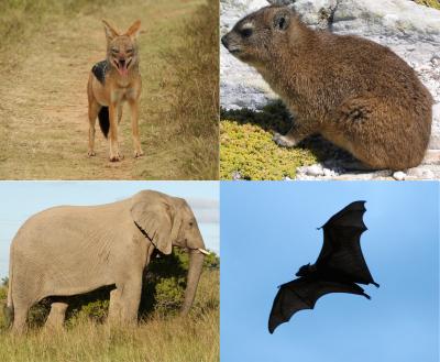 Life-History Traits May Affect DNA Mutation Rates in Males More Than in Females