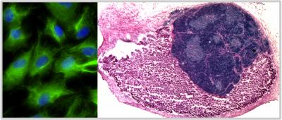 World's First Working Organ Grown in An Animal from Lab-Created Cells