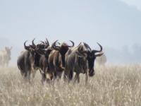 Wildebeest Migrate in Line on the Serengeti Plains, Tanzania