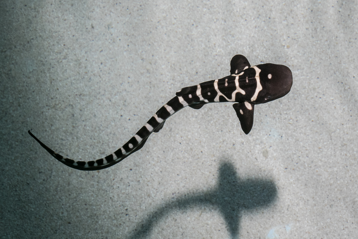 Juvenile zebra shark