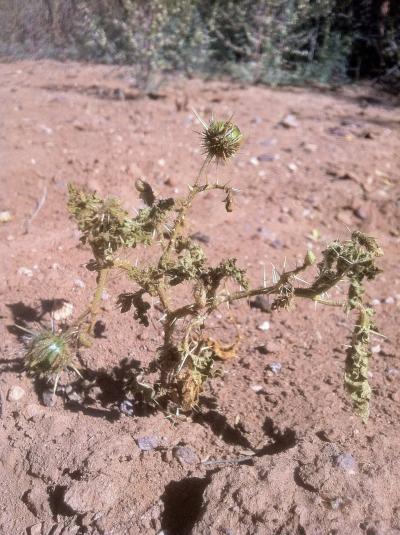 New Species <i>Solanum cordicitum</i>