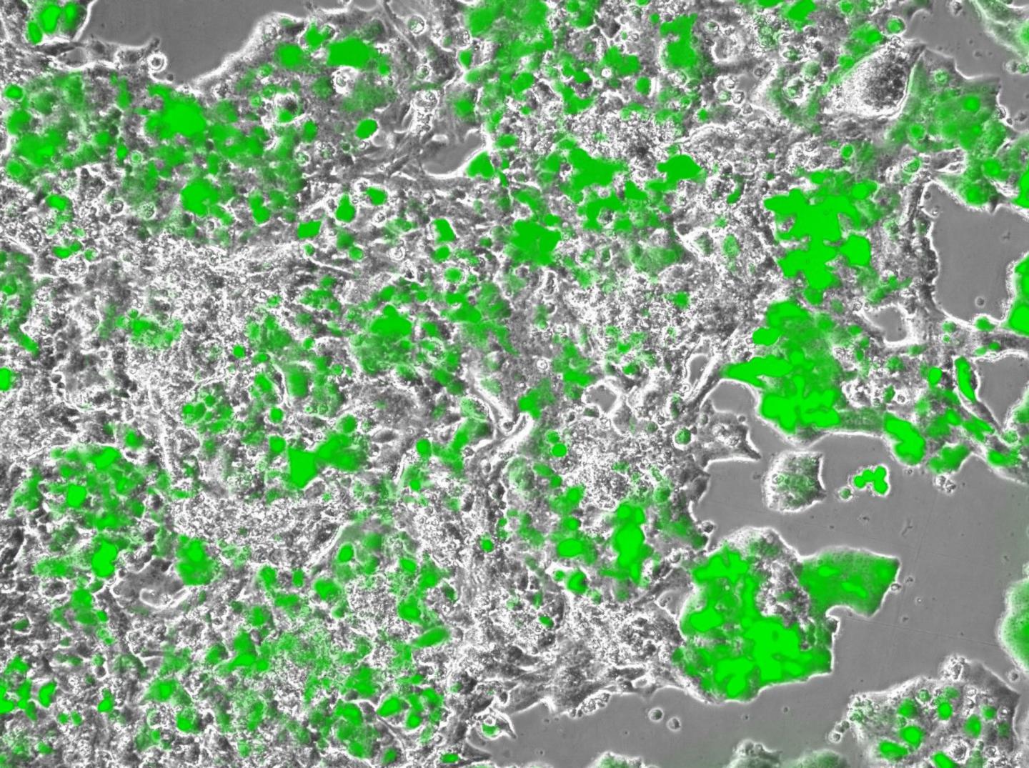 Production of Growth Factors as Public Goods Game Network