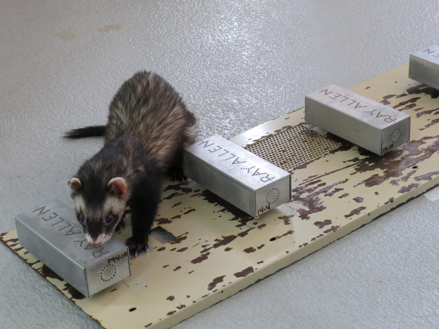 Trained ferrets can smell avian flu in duck poo!