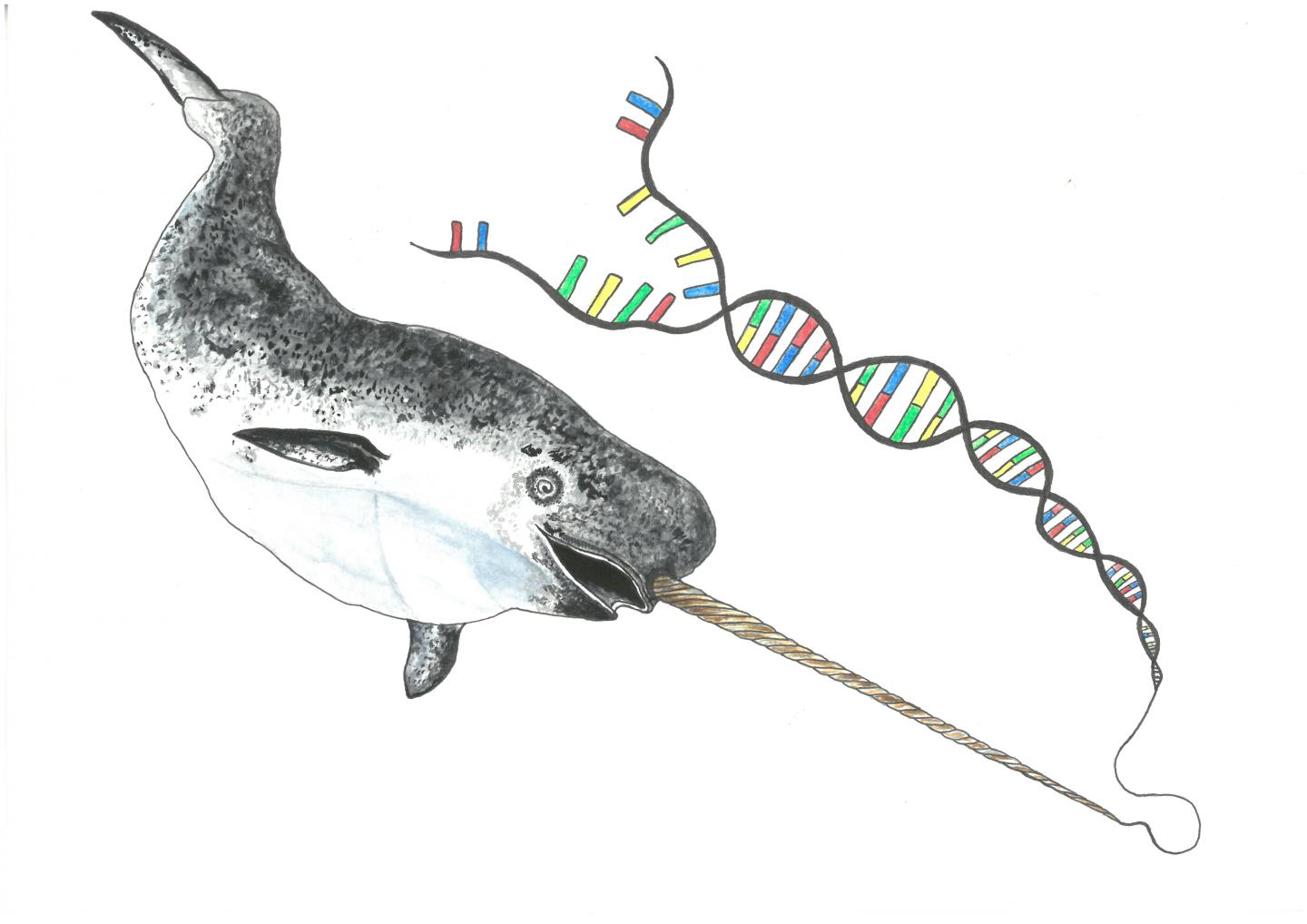 An Artist Illustration of a Narwhal