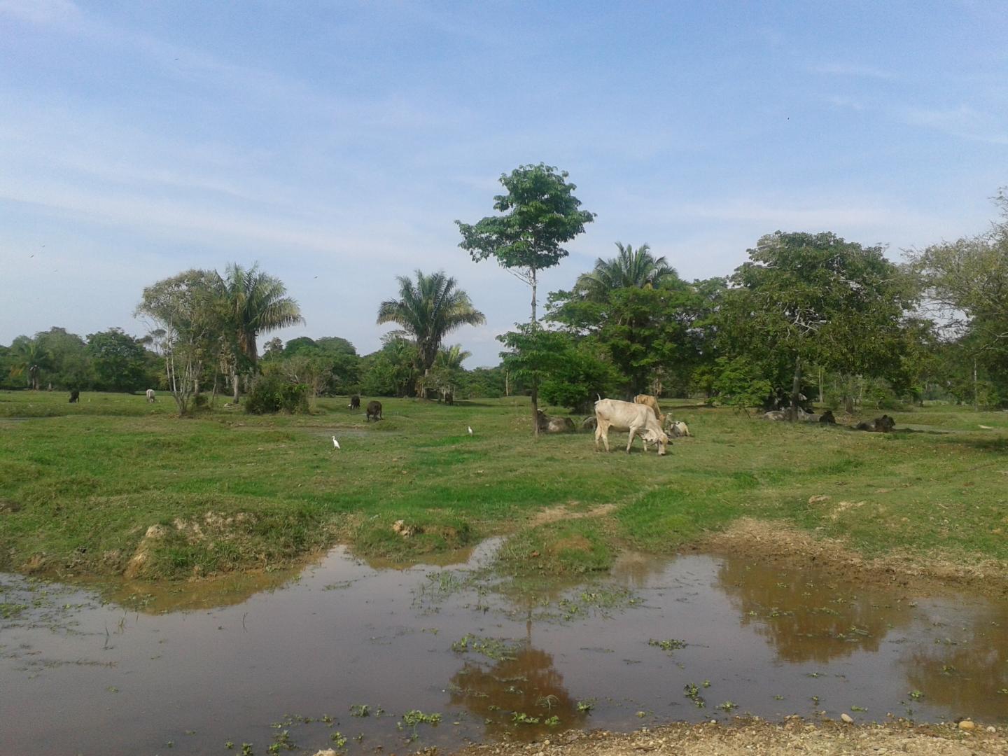 Cattle Ranch in Puerto Wilches