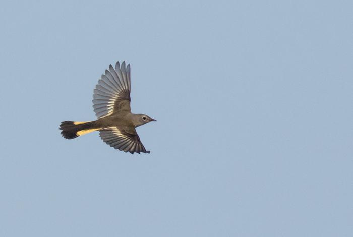 American Redstart