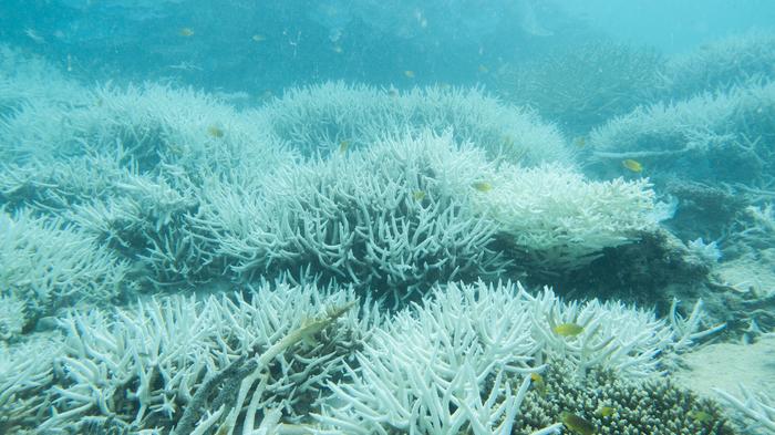 Bleached coral, Great Barrier Reef, 2024