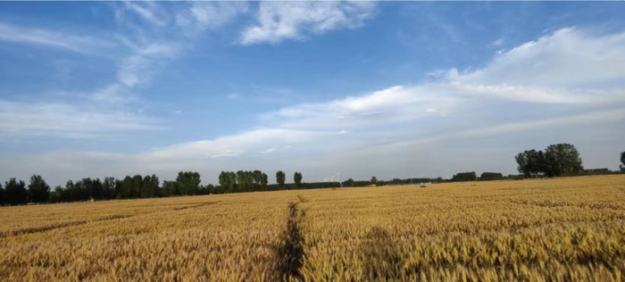 Wheat harvest season in North China Plain