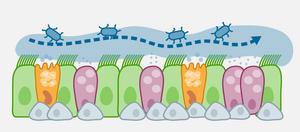 Schematic of the lung epithelium