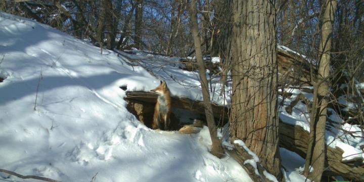 Urban Foxes