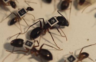 Ants Go Marching, In Order by Age (9 of 10)