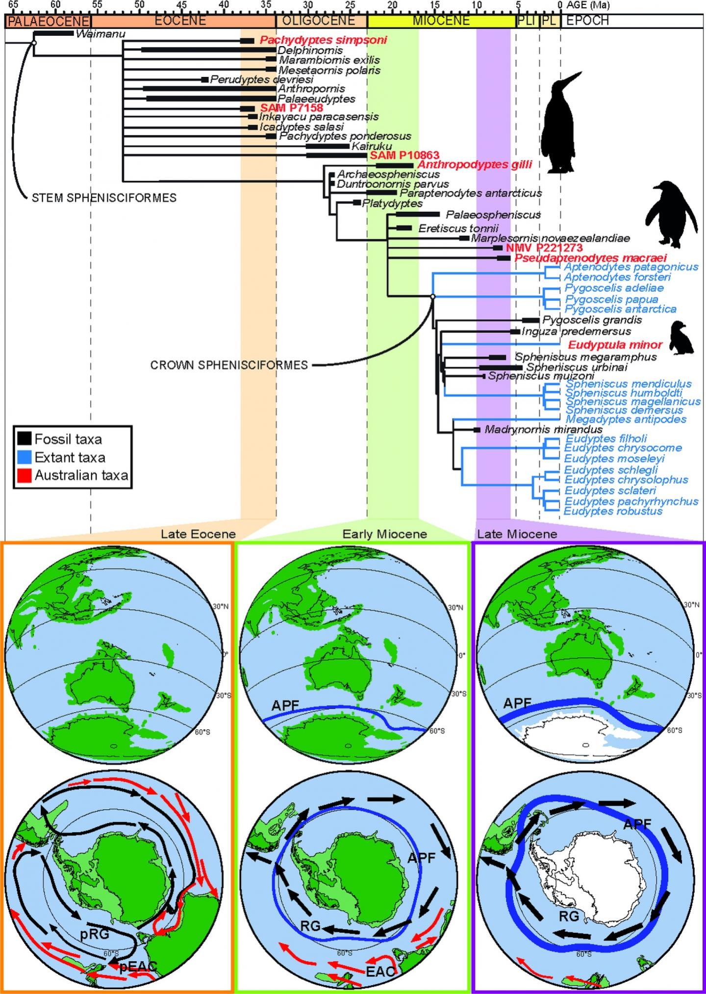 Fossils May Reveal 20-Million-Year History of Penguins in Australia