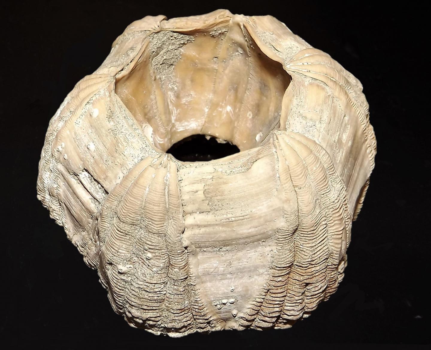 A Pleistocene-Aged Fossil Whale Barnacle