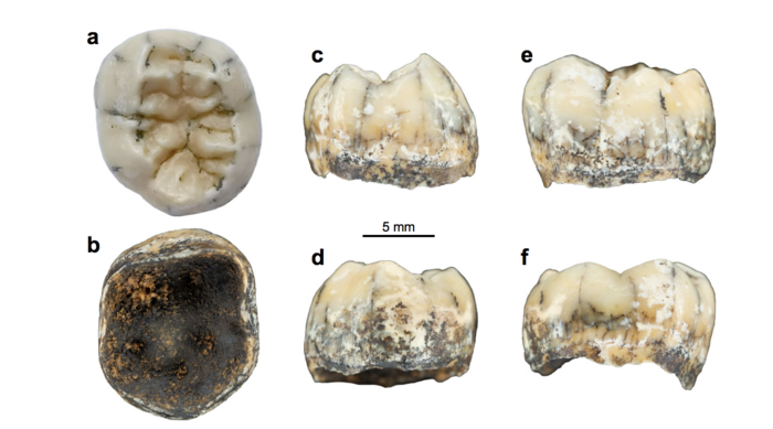 Views of the TNH2-1 tooth specimen
